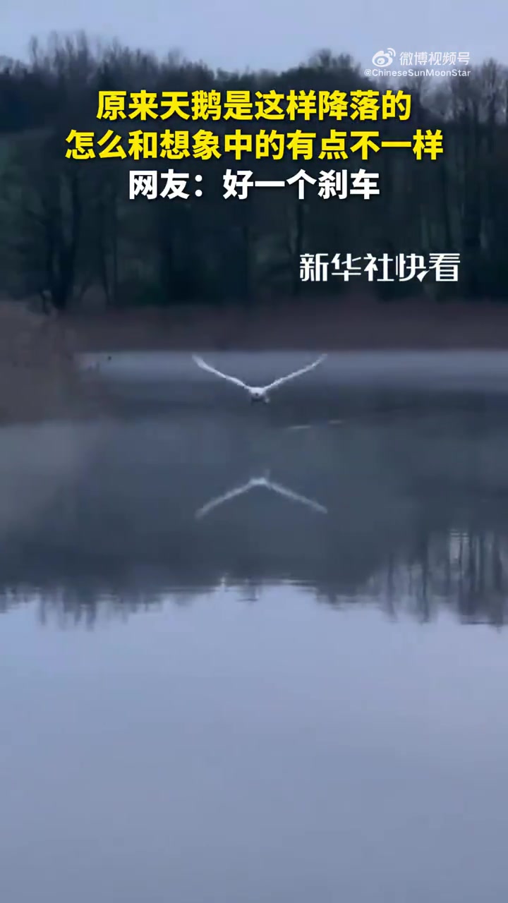 原来天鹅是这样降落的，怎么和想象中的有点不一样