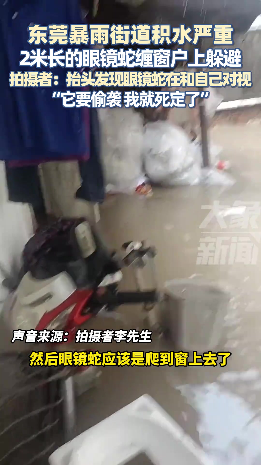 东莞暴雨街道积水严重，2米长的眼镜蛇缠窗户上躲避