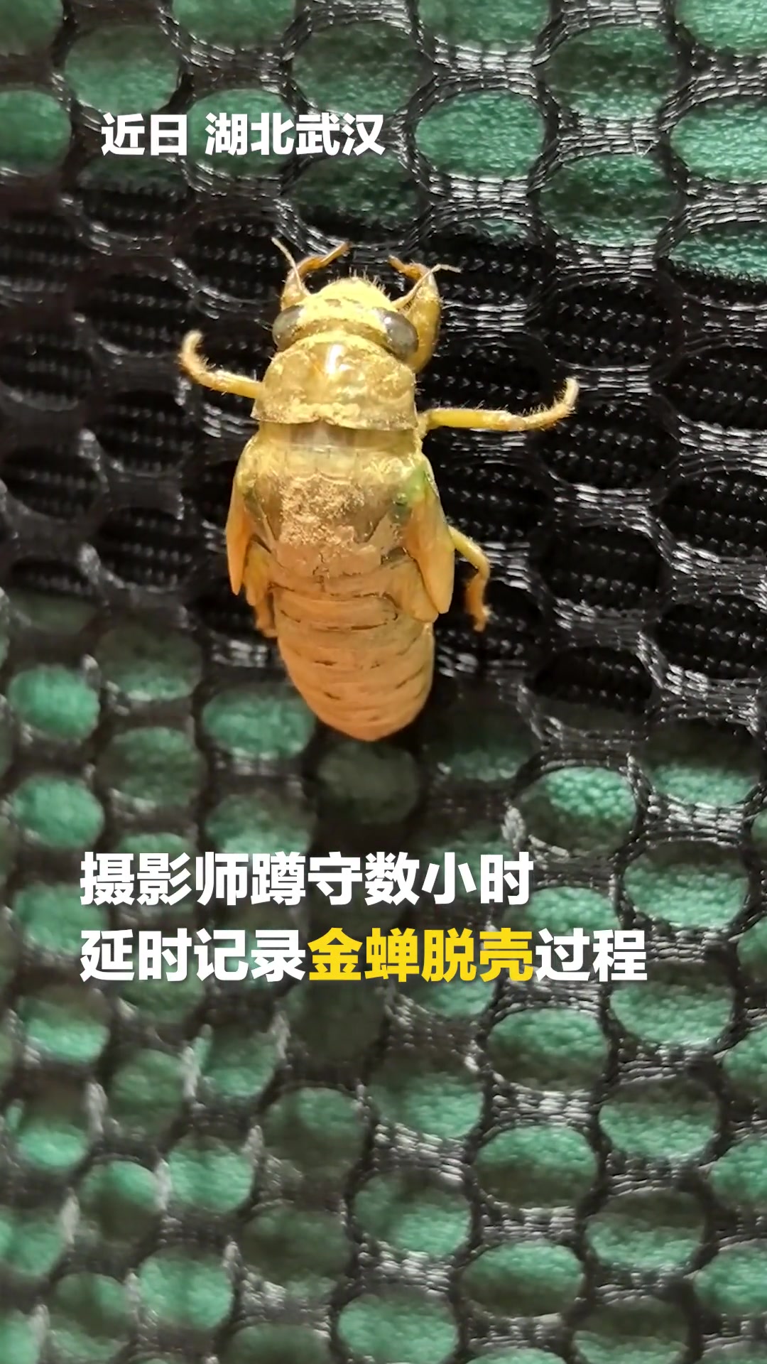 “金蝉脱壳”摄影师蹲守数小时记录金蝉脱壳过程