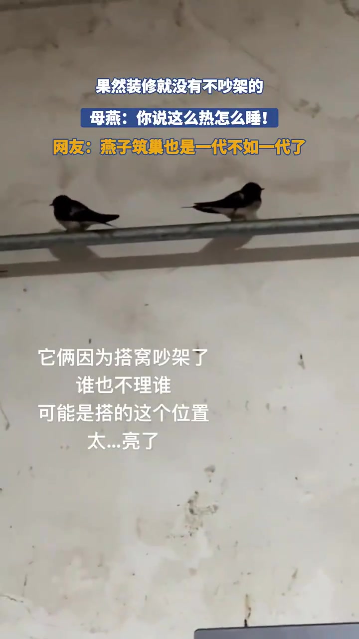 燕子装修也会吵架母燕：选的什么鬼地方！