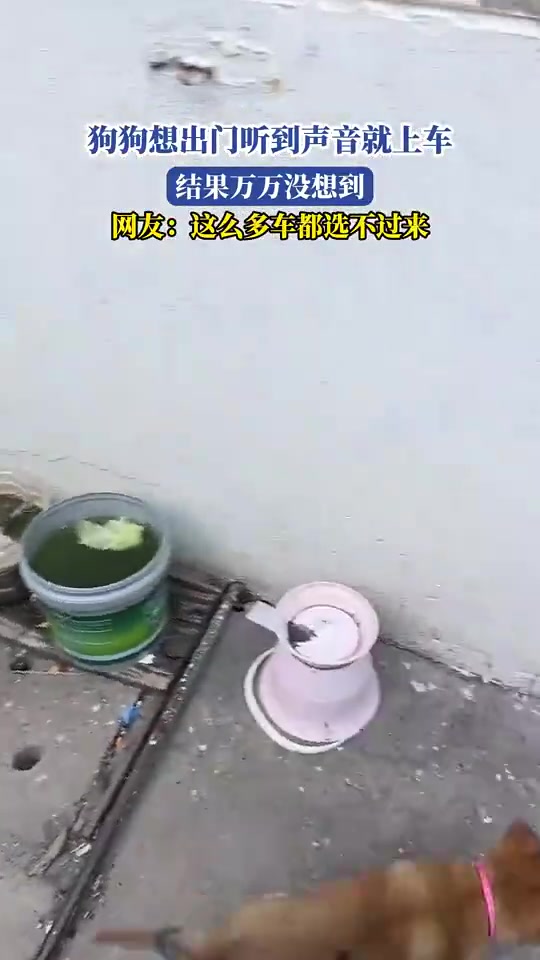 狗子今天朕又要宠幸谁呢