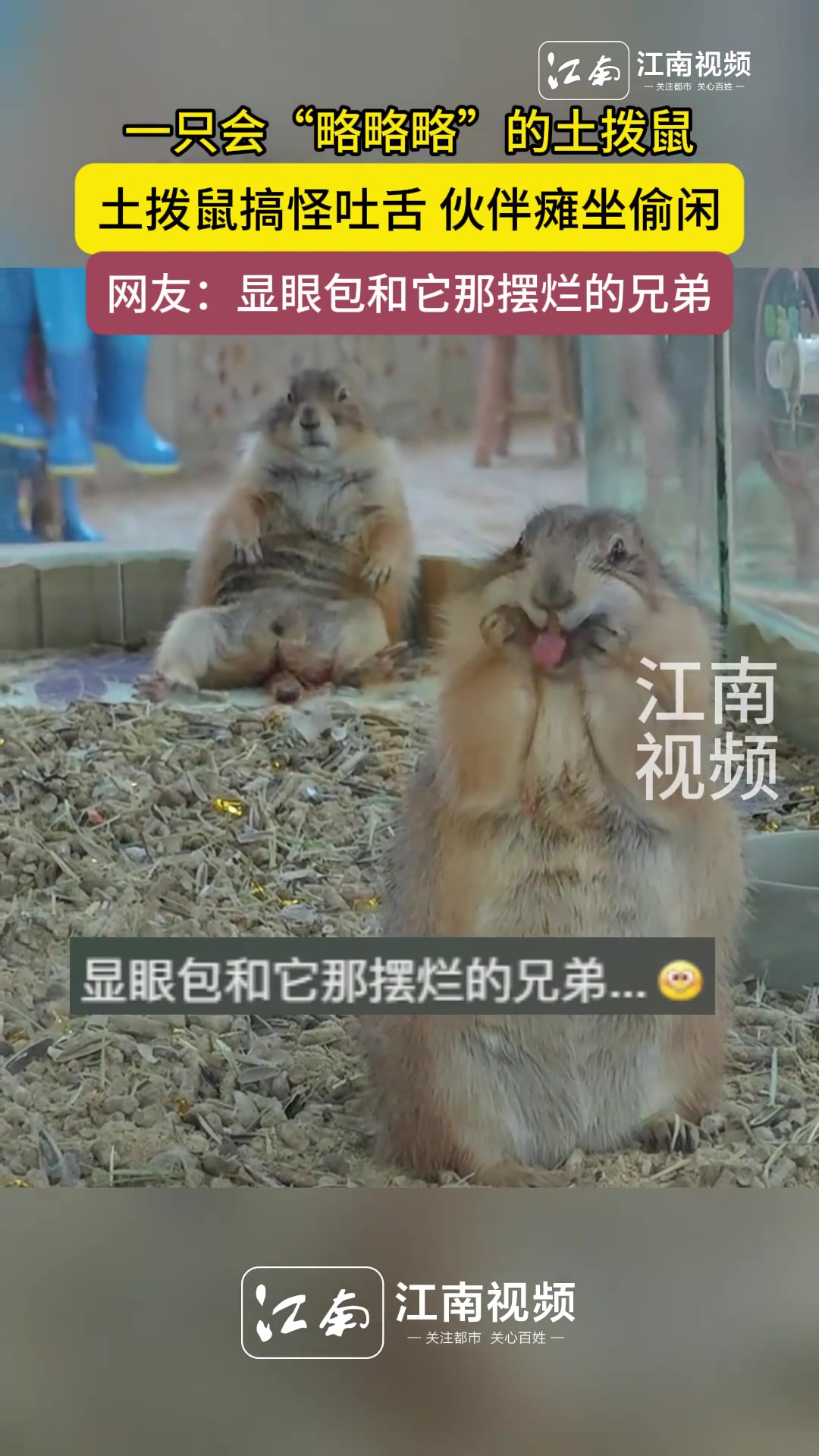 一只会“略略略”的土拨鼠，土拨鼠搞怪吐舌伙伴瘫坐偷闲
