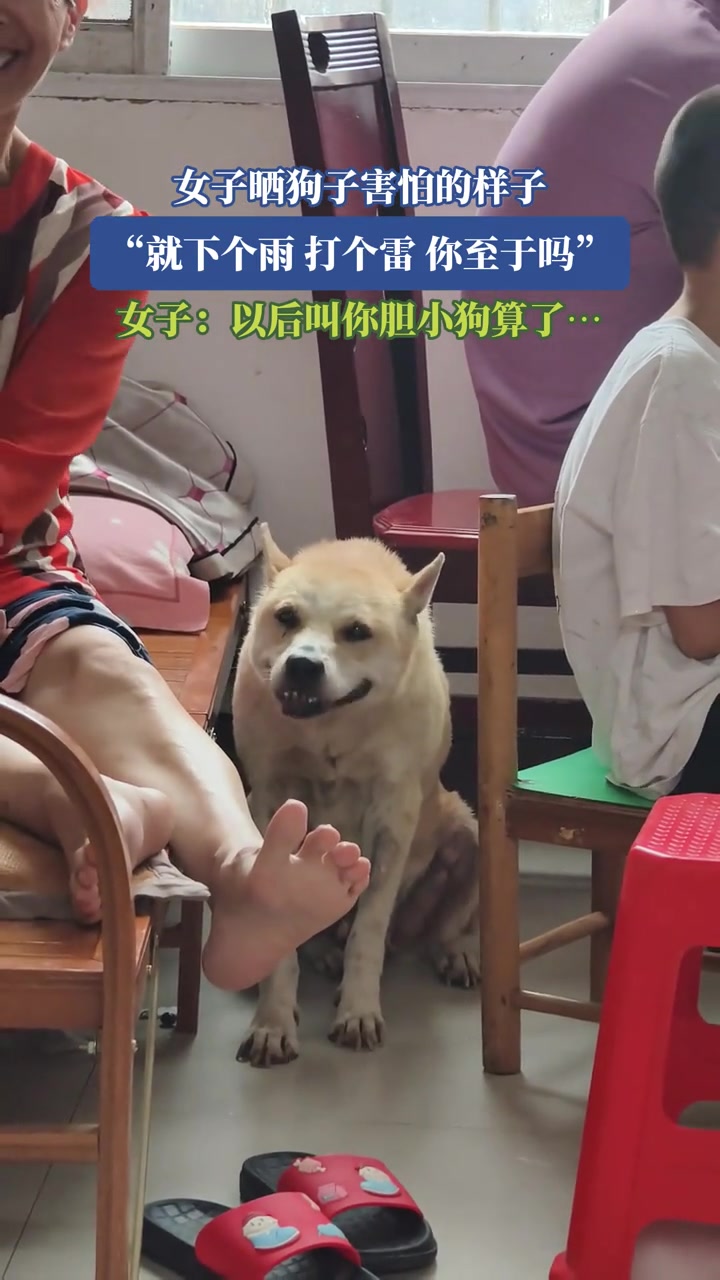 女子晒狗子害怕的样子，女子：就下个雨，打个雷，你至于吗