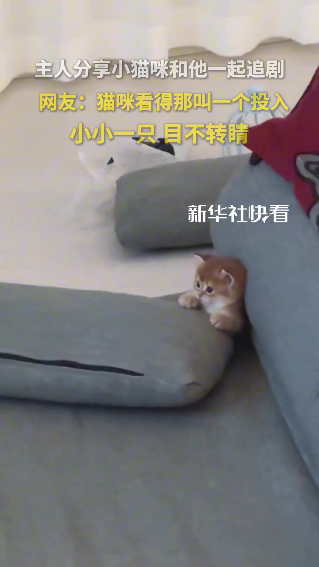 网友：猫咪看得那叫一个投入，小小一只，目不转睛！