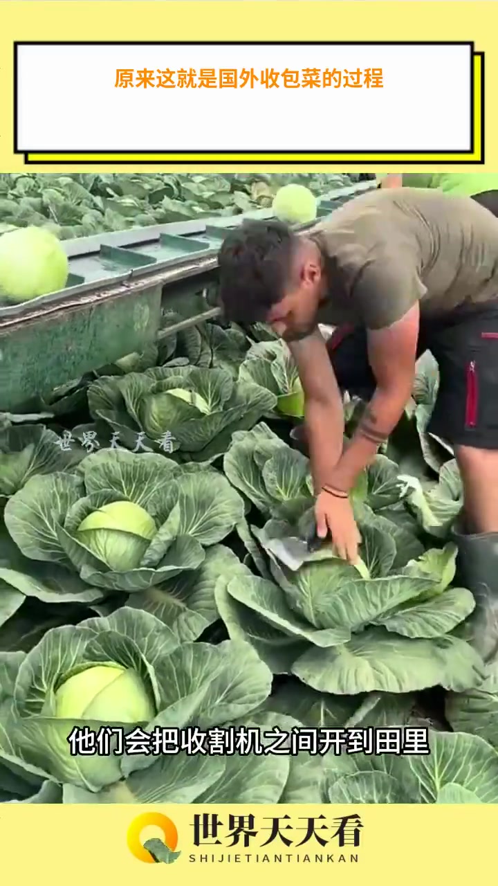 原来这就是国外收包菜的过程