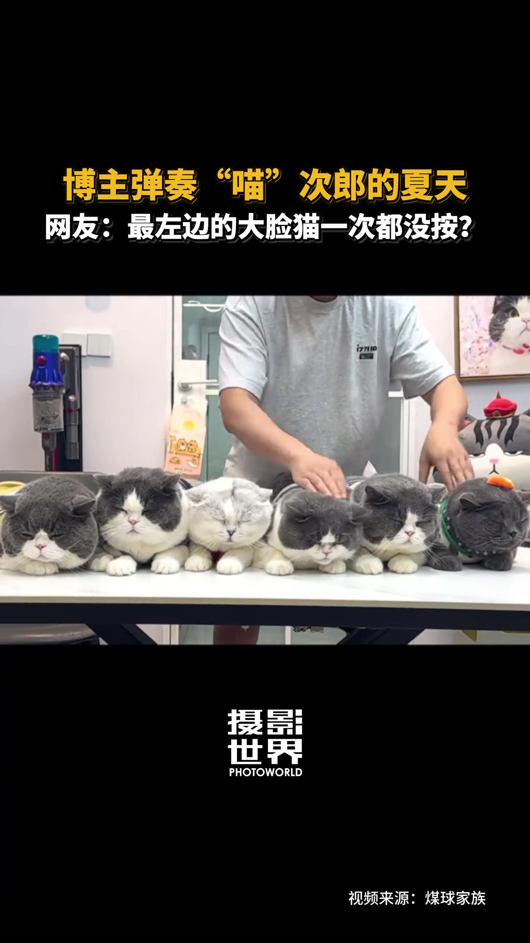 博主弹奏“喵”次郎的夏天网友：最左边的大脸猫一次都没按