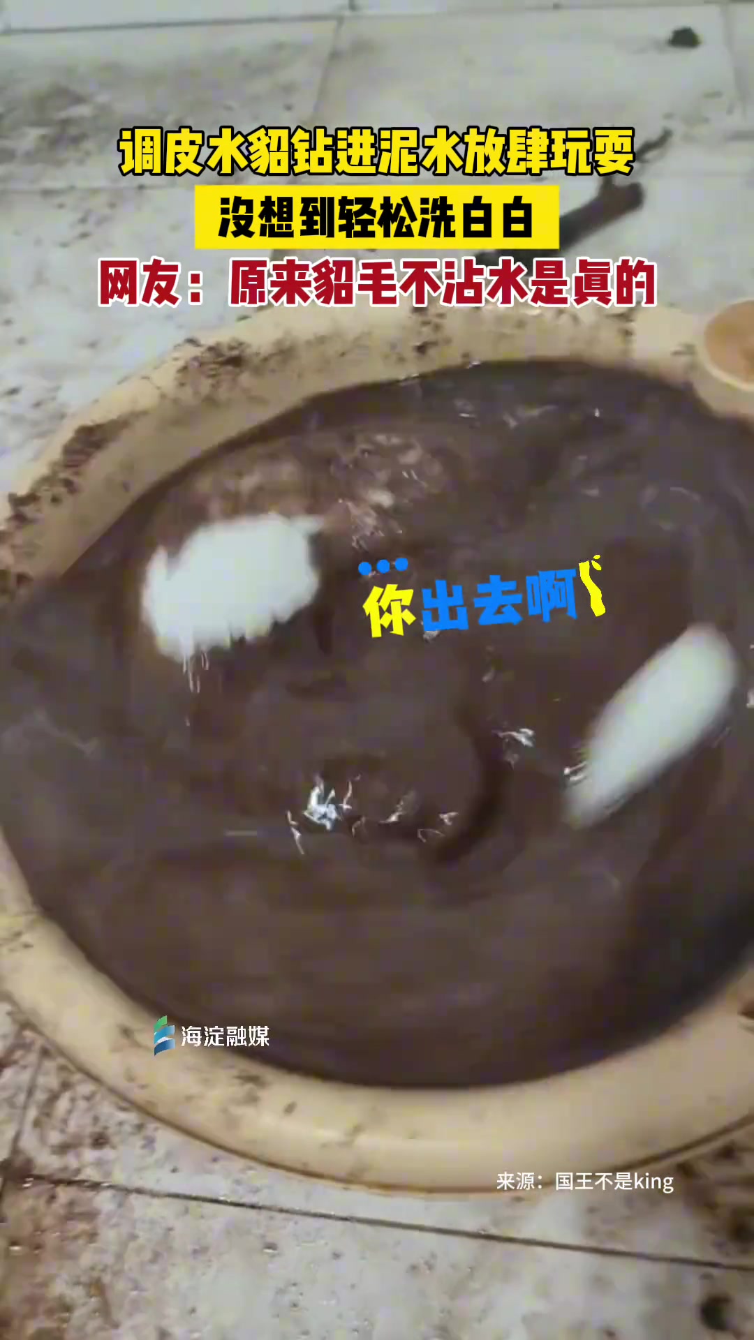 调皮水貂钻进泥水放肆玩耍，没想到轻轻一甩就干净了！