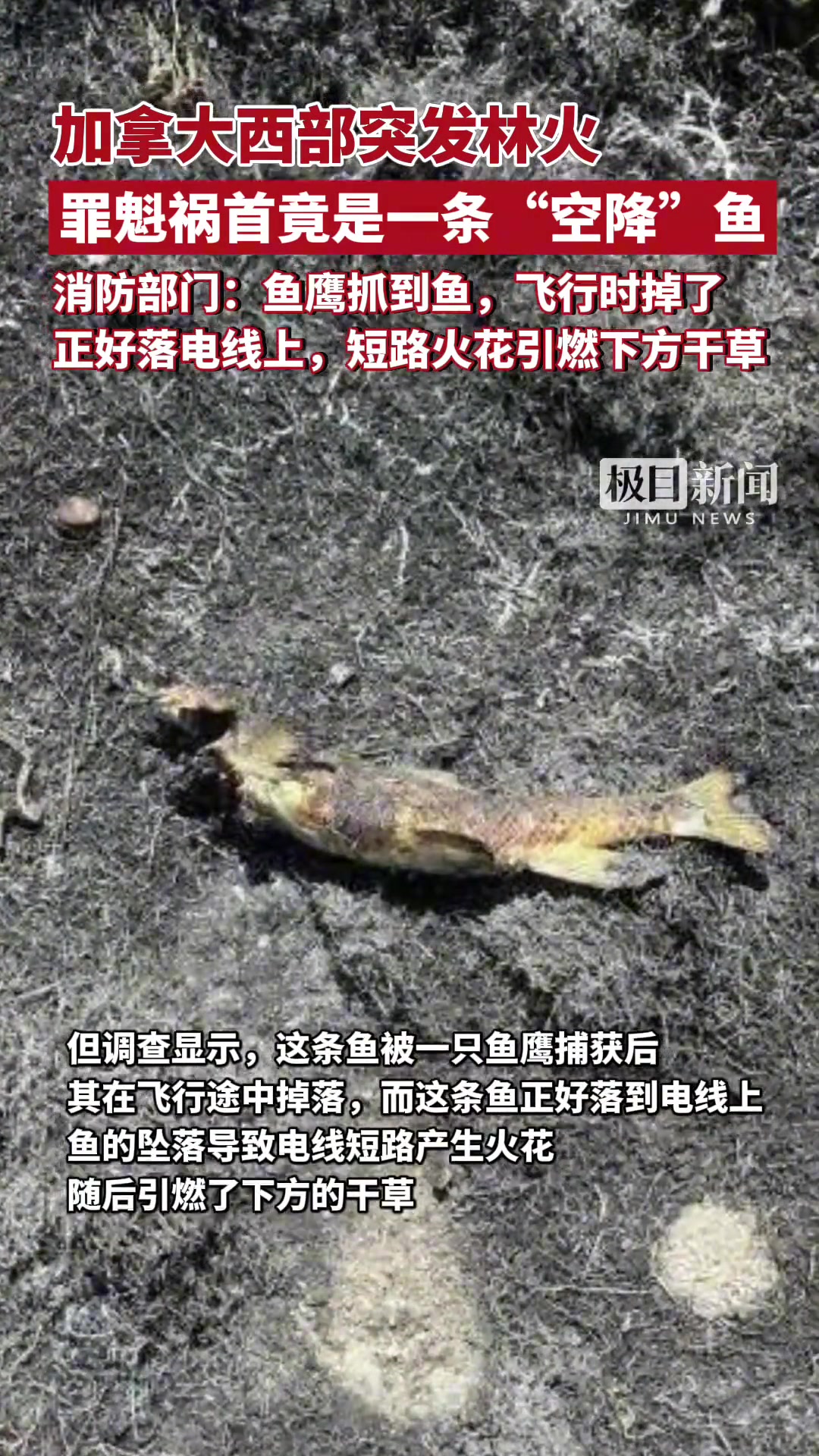 加拿大西部突发林火，罪魁祸首竟是一条“空降”鱼！