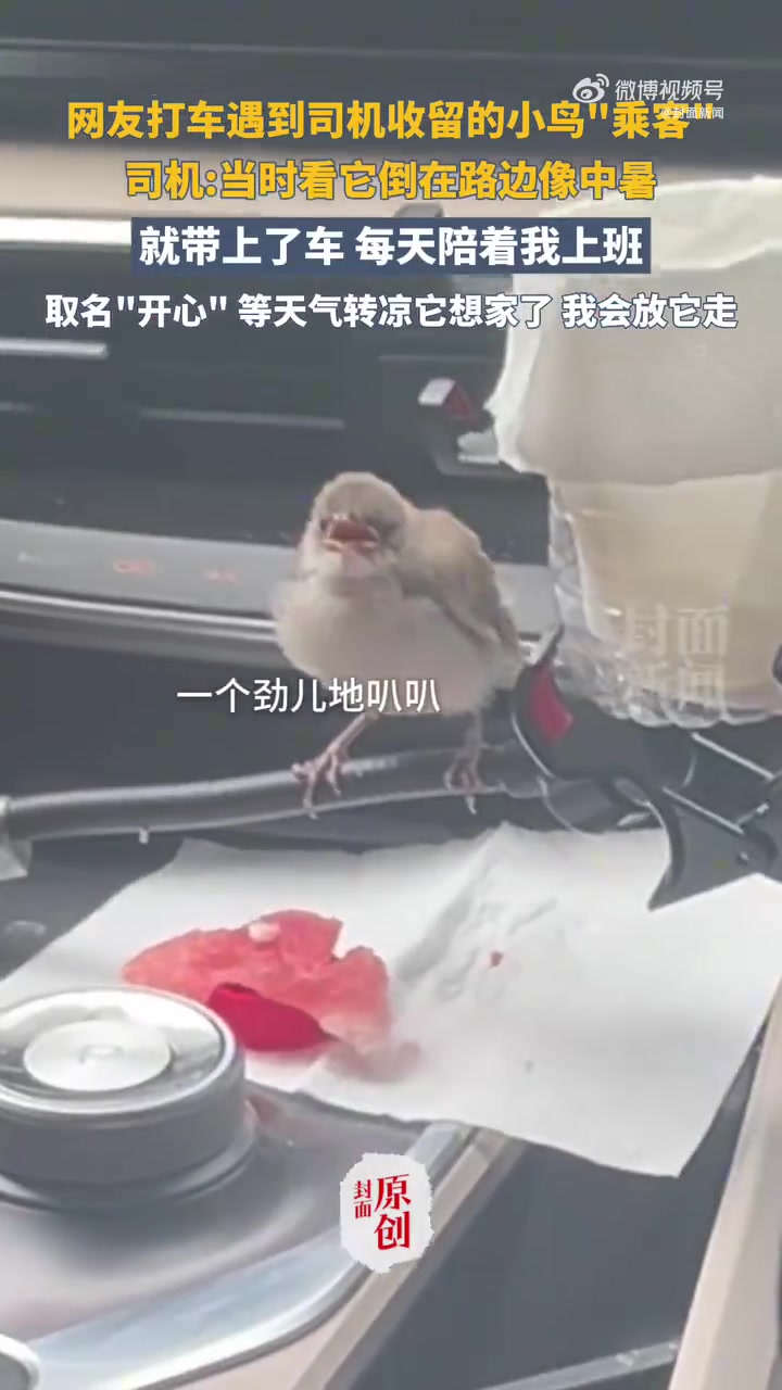 网约车司机救中暑小鸟车内搭窝陪伴
