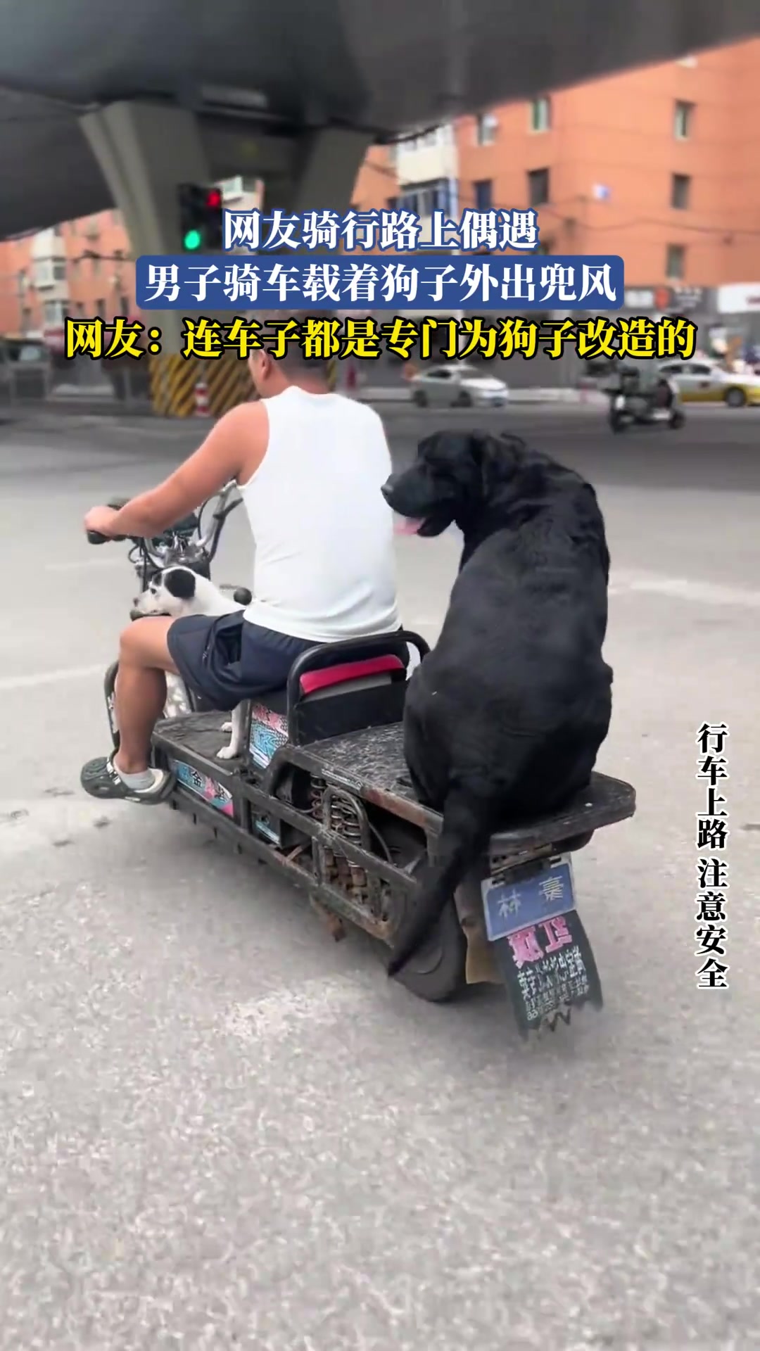 网友骑行路上偶遇，男子骑车载着狗子外出兜风