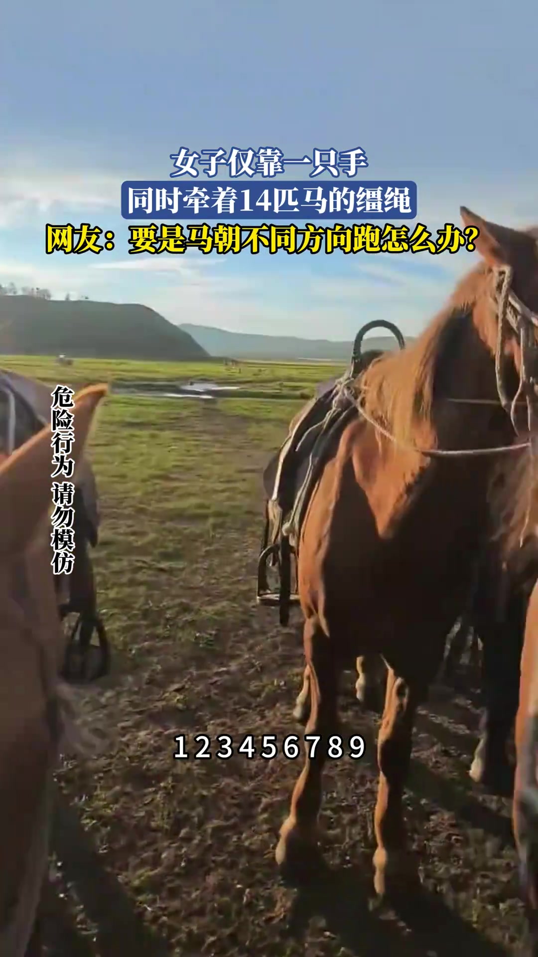 女子仅靠一只手，同时牵着14匹马的缰绳