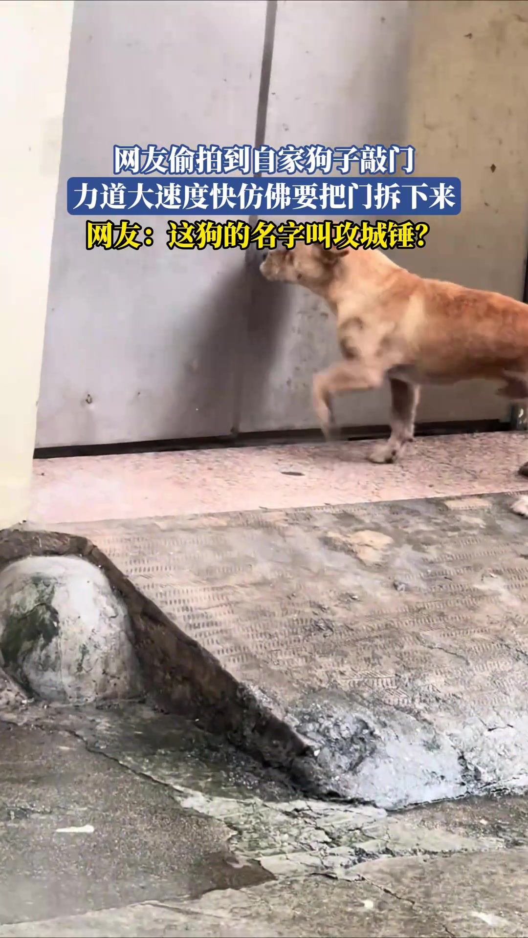 网友偷拍到自家狗子敲门，力道大速度快仿佛要把门拆下来