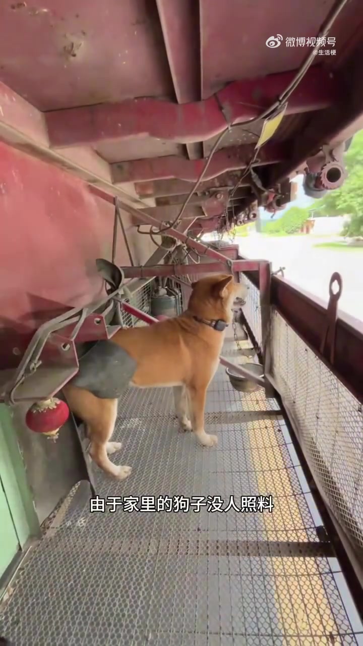 跟着跑车的狗狗，还有空调