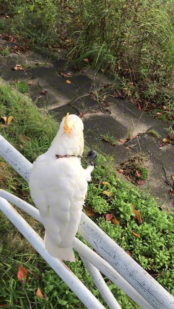 会给自己挠痒痒的小鹦鹉，还拿了一根棍