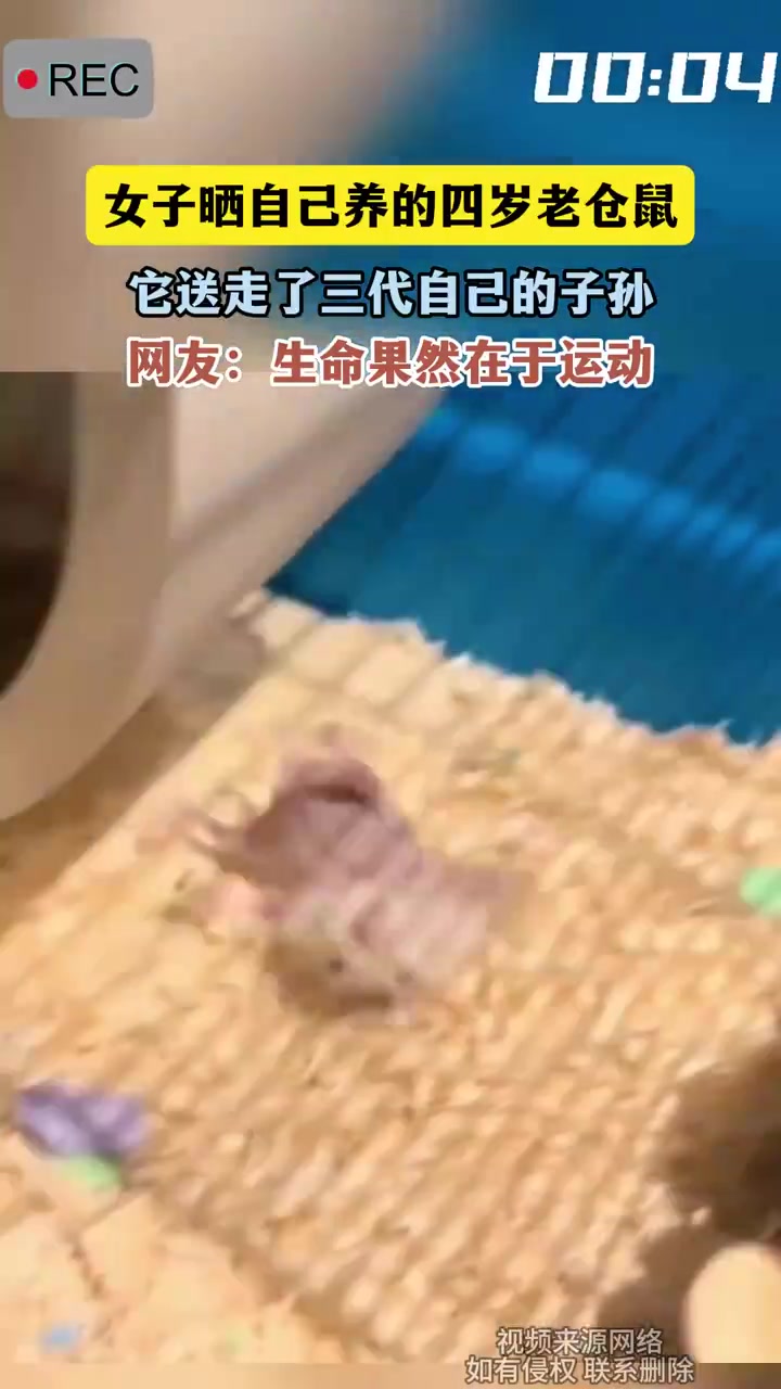 女子晒自己养的四岁老仓鼠