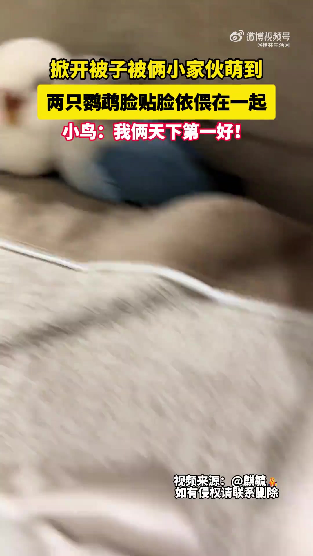 两只小鹦鹉的贴脸杀