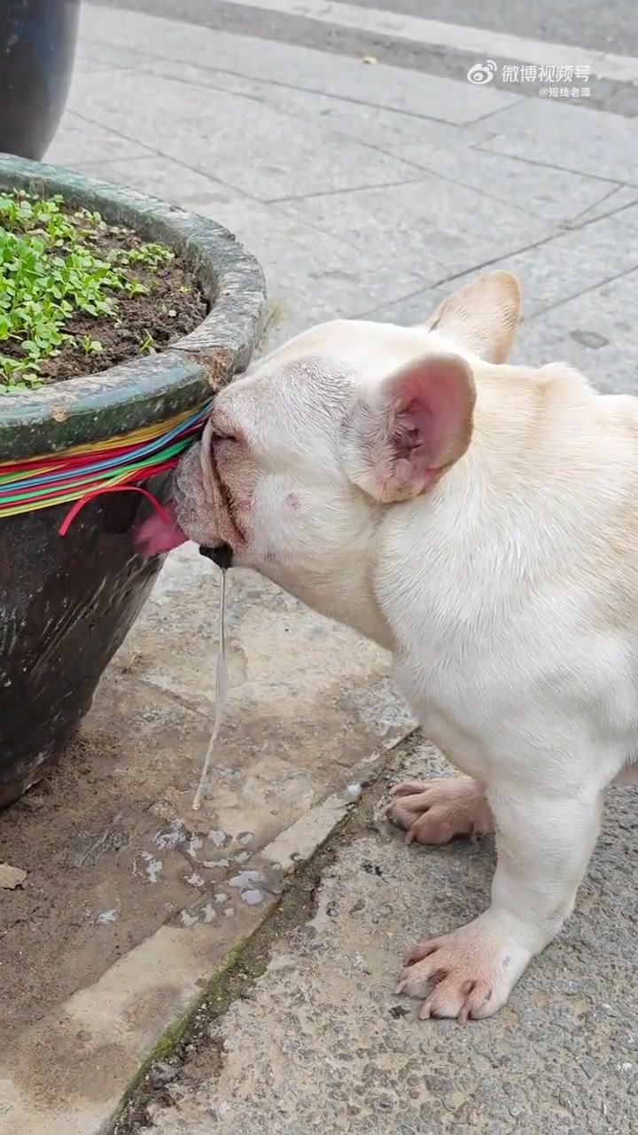 误以为舔电线触电！这口水也太多了吧！