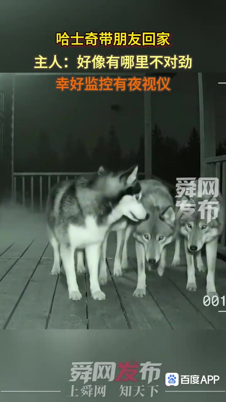 现实版的“引狼入室”后面三只狼犬的眼神就没有二哈的