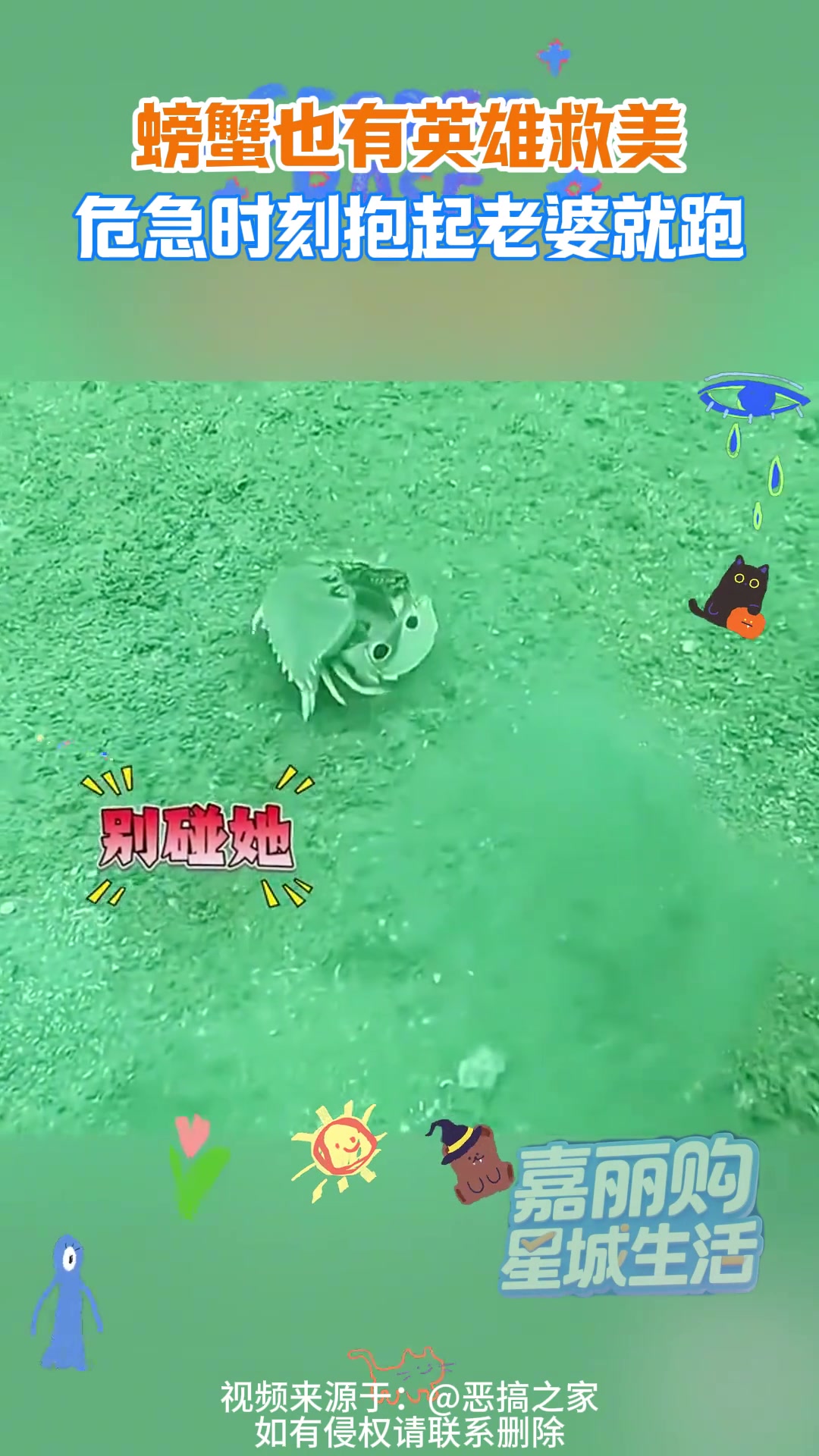螃蟹也会“英雄救美”