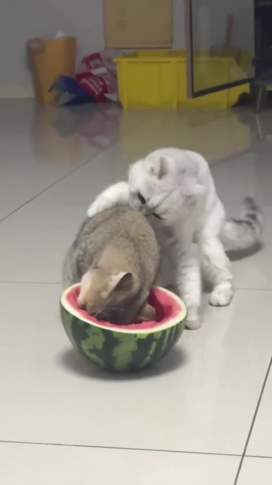 网友拍下小猫“抢食”的搞笑一幕：一只埋头苦干，一只疯狂捣乱