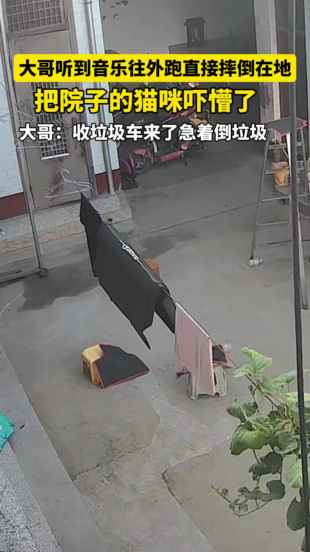 大哥听到音乐着急往外跑直接摔倒在地，把院子猫咪都吓懵了