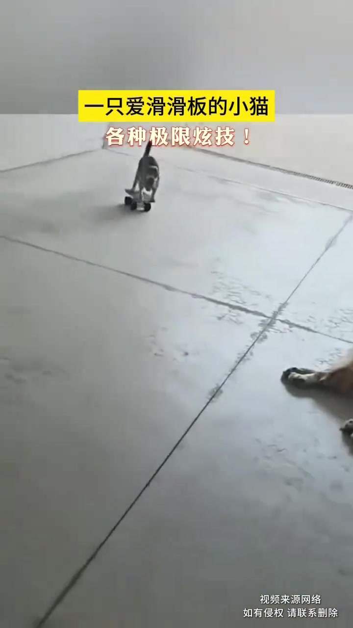 一只爱滑滑板的小猫，各种极限炫技！！