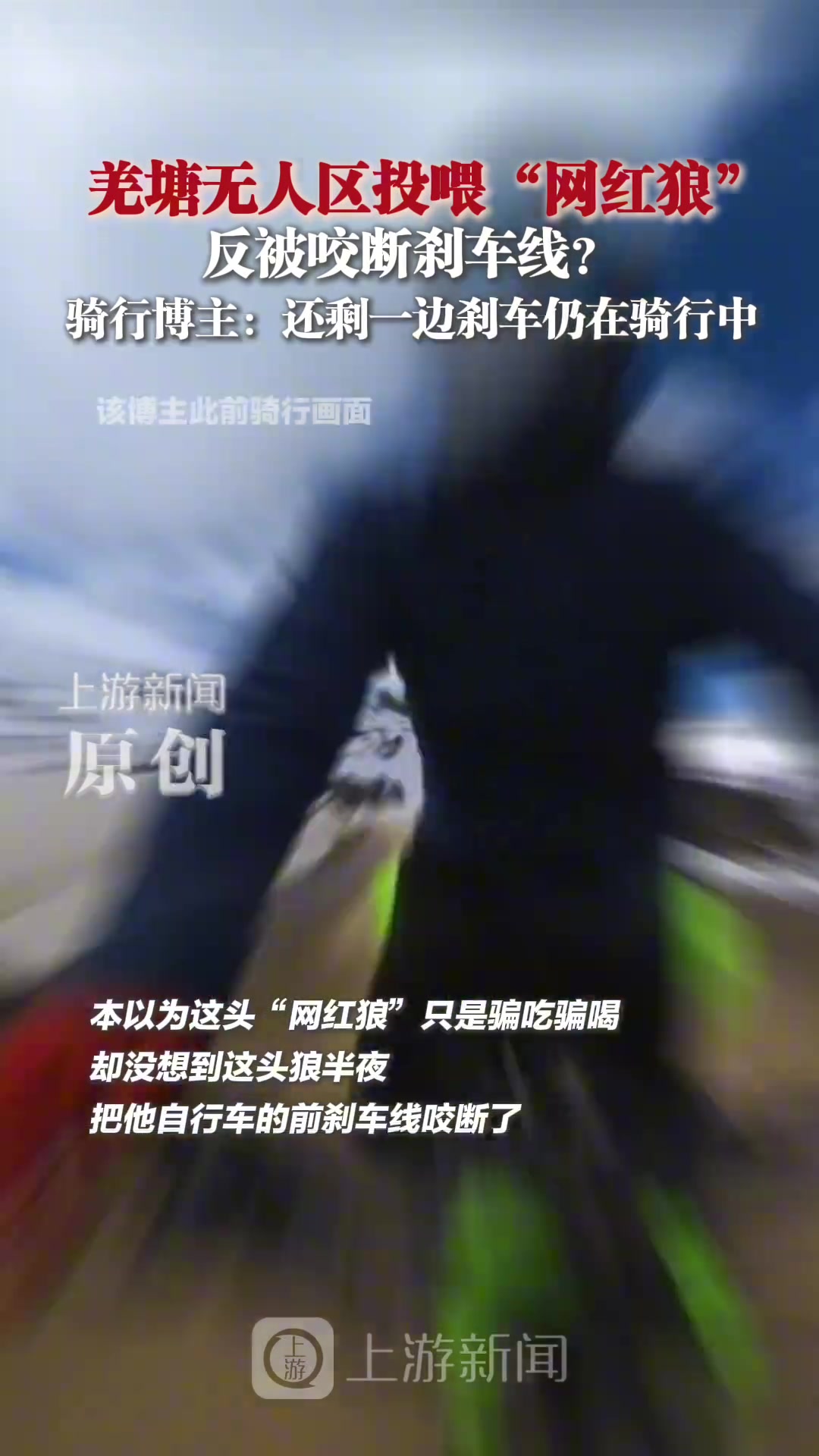 羌塘无人区投喂“网红狼”反被咬断刹车线