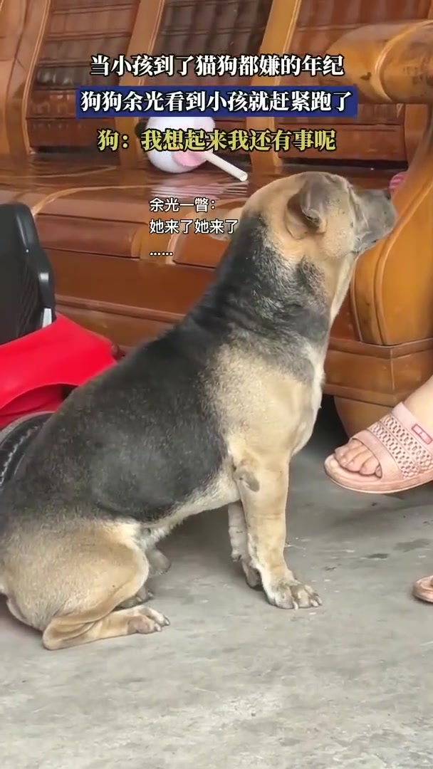 小孩到猫狗嫌年纪狗狗余光见其赶紧跑