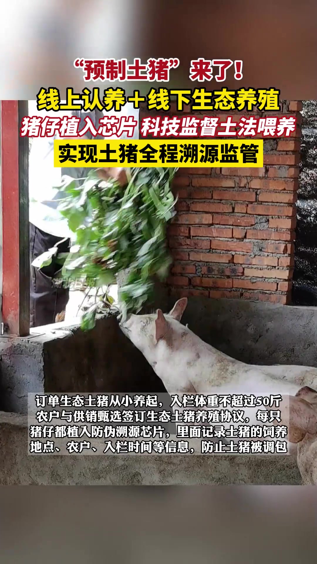 “预制土猪”来了！线上认养线下生态养殖