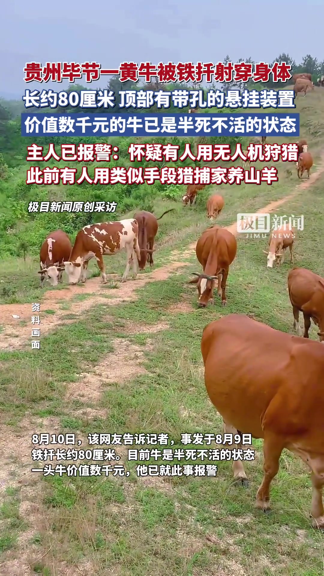 贵州华节一黄牛被铁扦射穿身体长约80厘米顶部有带孔的悬挂装置