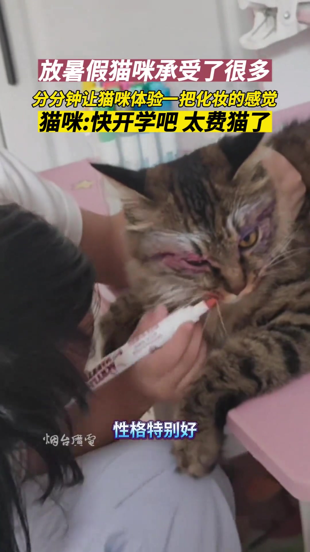猫老天爷，快开学吧