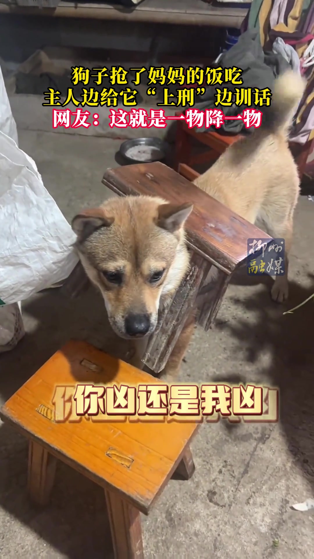 网友：这就是一物降一物