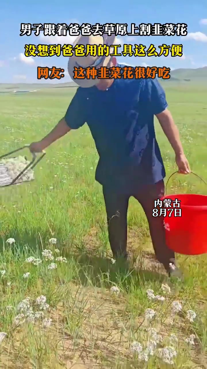 男子跟着爸爸去草原上割韭菜花，没想到爸爸用的工具这么方便