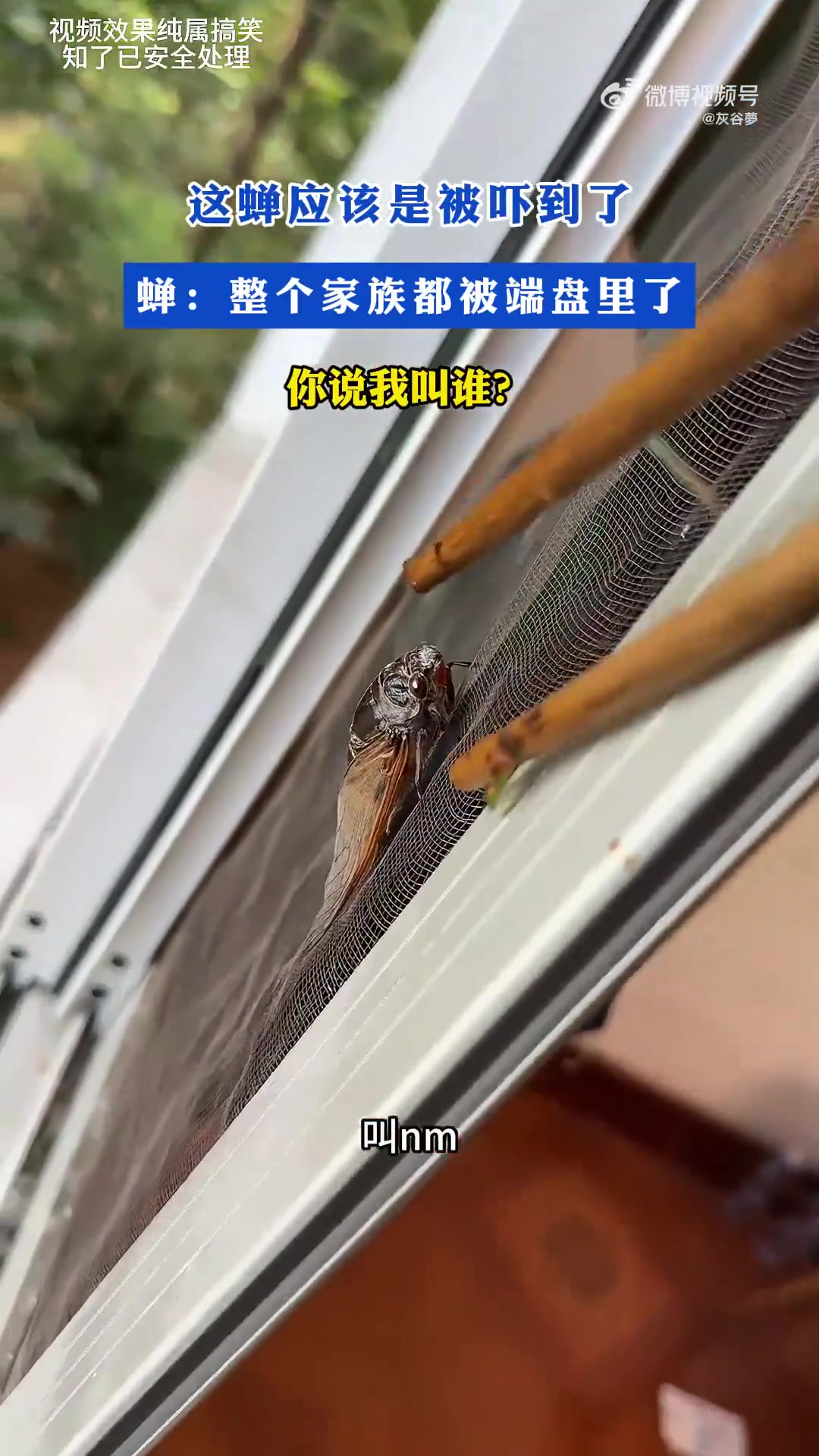 这蝉应该是被吓到了蝉：整个家族都被端盘里了，你说我叫谁