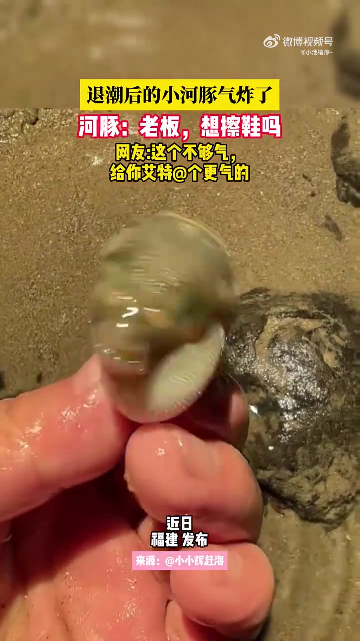 退潮后小河豚氣炸了還問“老板想擦鞋嗎”太可愛了