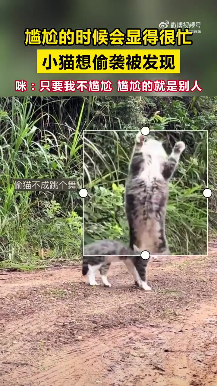 小貓想偷襲被發(fā)現尷尬到假裝很忙喵：我不尷尬尷尬的是別人！