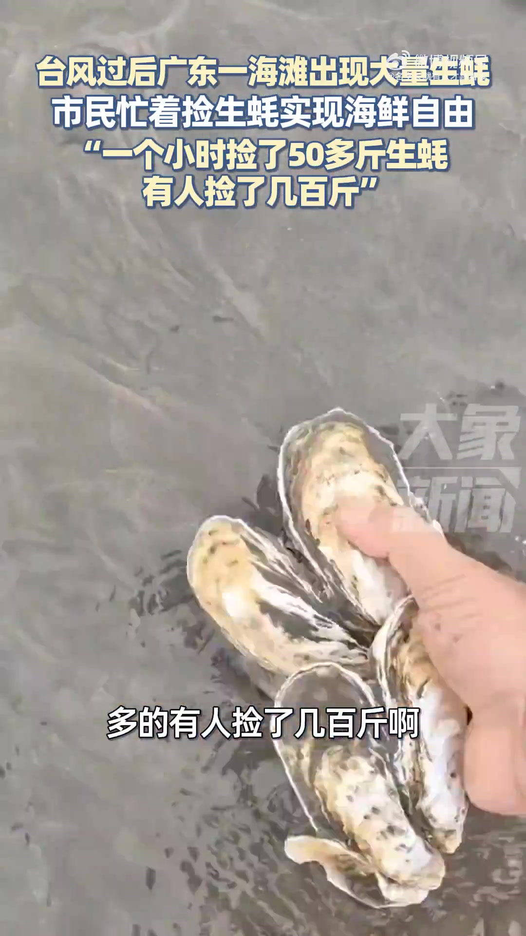 台风过后海滩现大量生蚝市民捡疯了！有人1小时捡几百斤