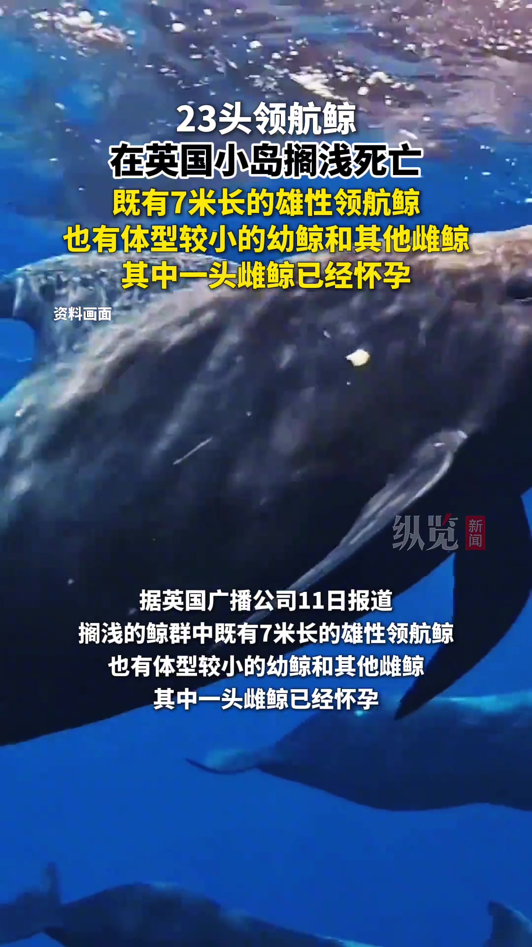 23头领航鲸在英国小岛搁浅死亡