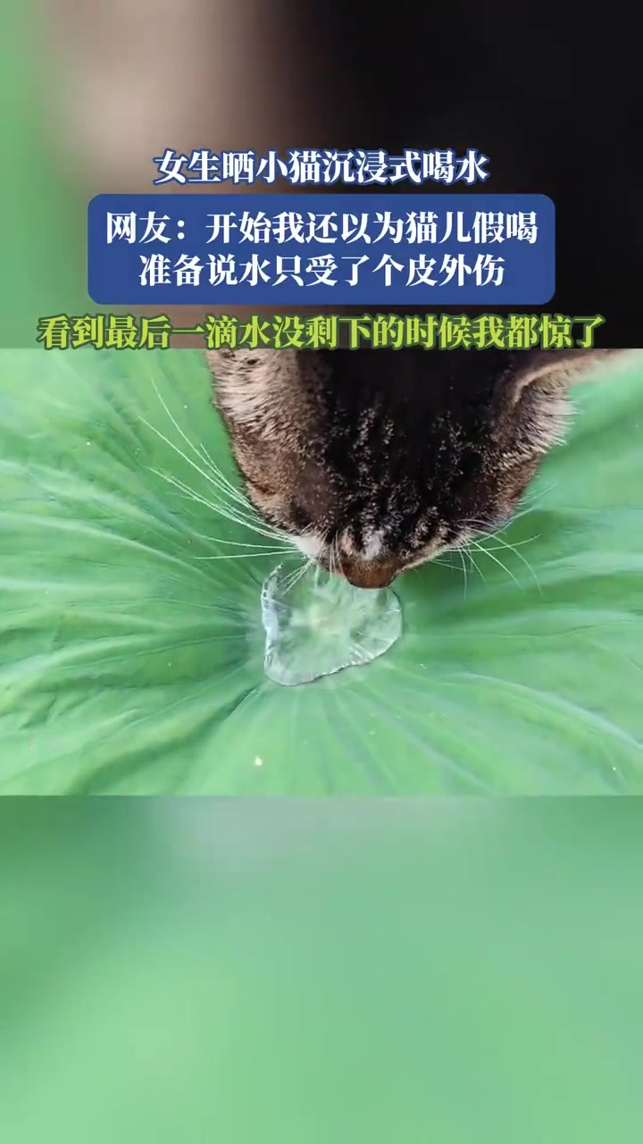 女生曬小貓沉浸式喝水，網(wǎng)友：看到一滴水沒剩下的時候我都驚了！