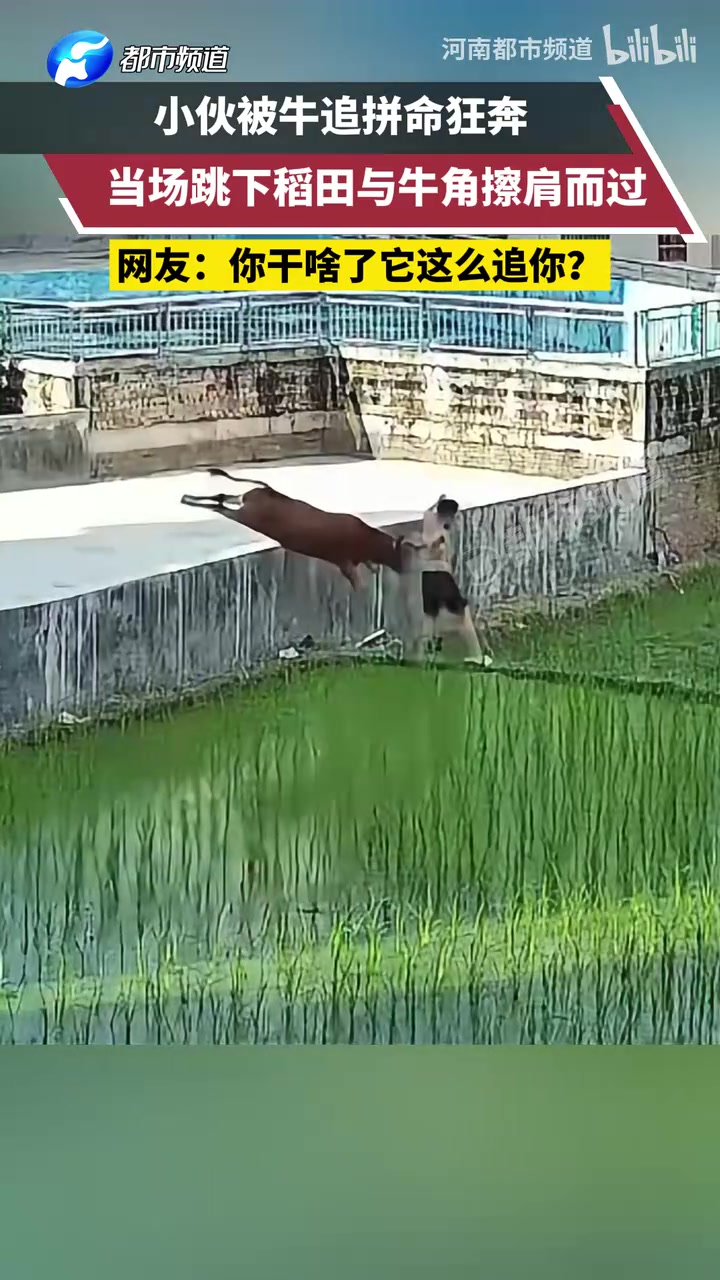 小伙被牛追趕拼命狂奔，當場跳下稻田與牛角擦肩而過