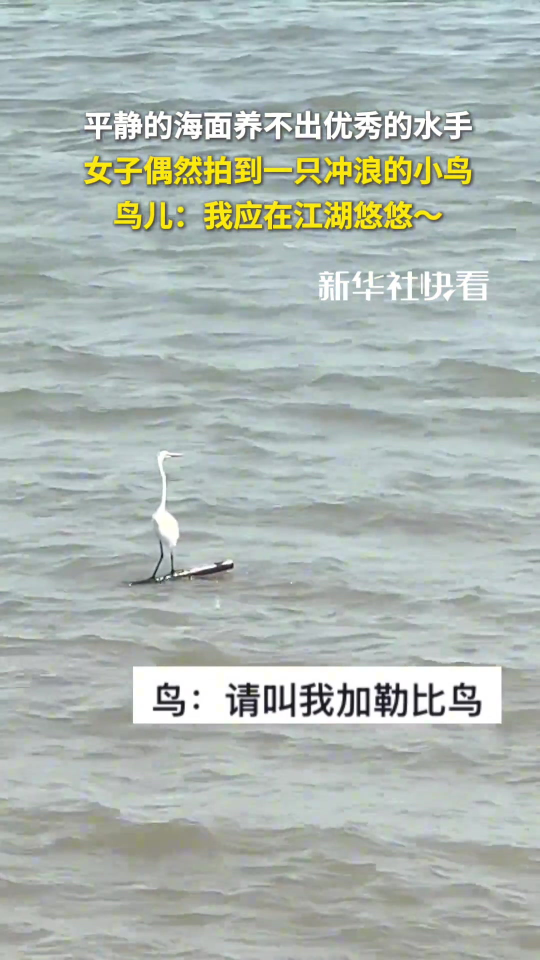 平靜的海面養(yǎng)不出優(yōu)秀的水手，女子偶然拍到一只沖浪的小鳥