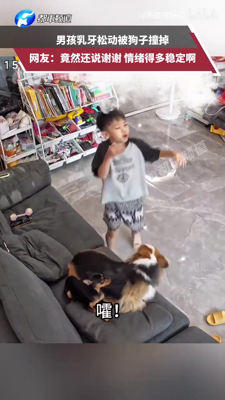 男孩乳牙松動被狗子撞掉，網(wǎng)友：竟然說謝謝情緒得多穩(wěn)定啊