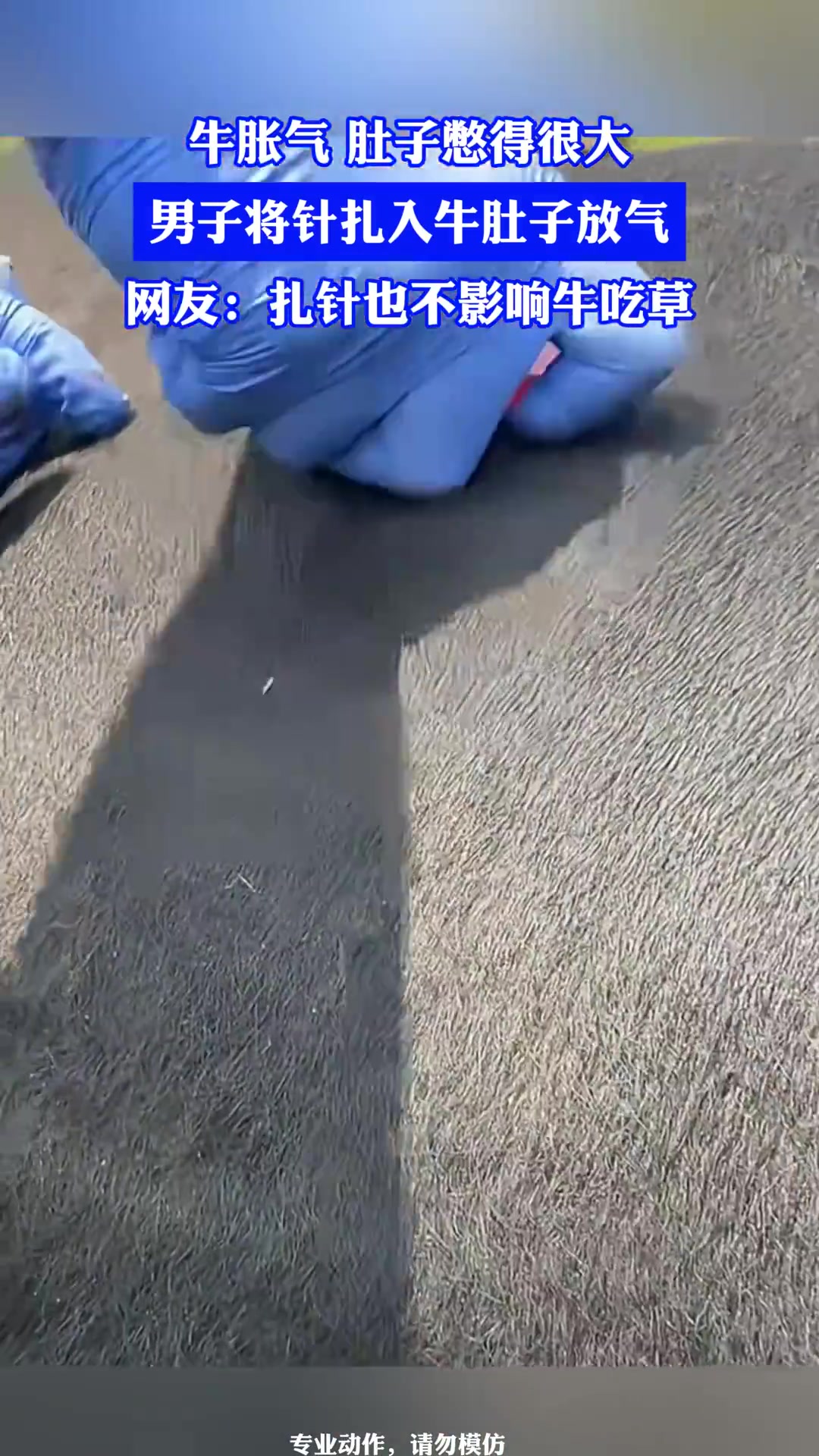牛脹氣男子扎針放氣