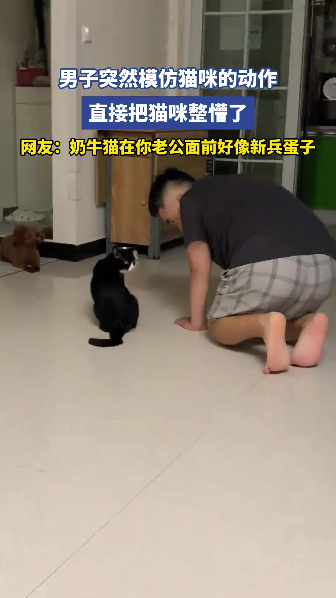 男子突然模仿貓咪的動(dòng)作，直接把貓咪整懵了