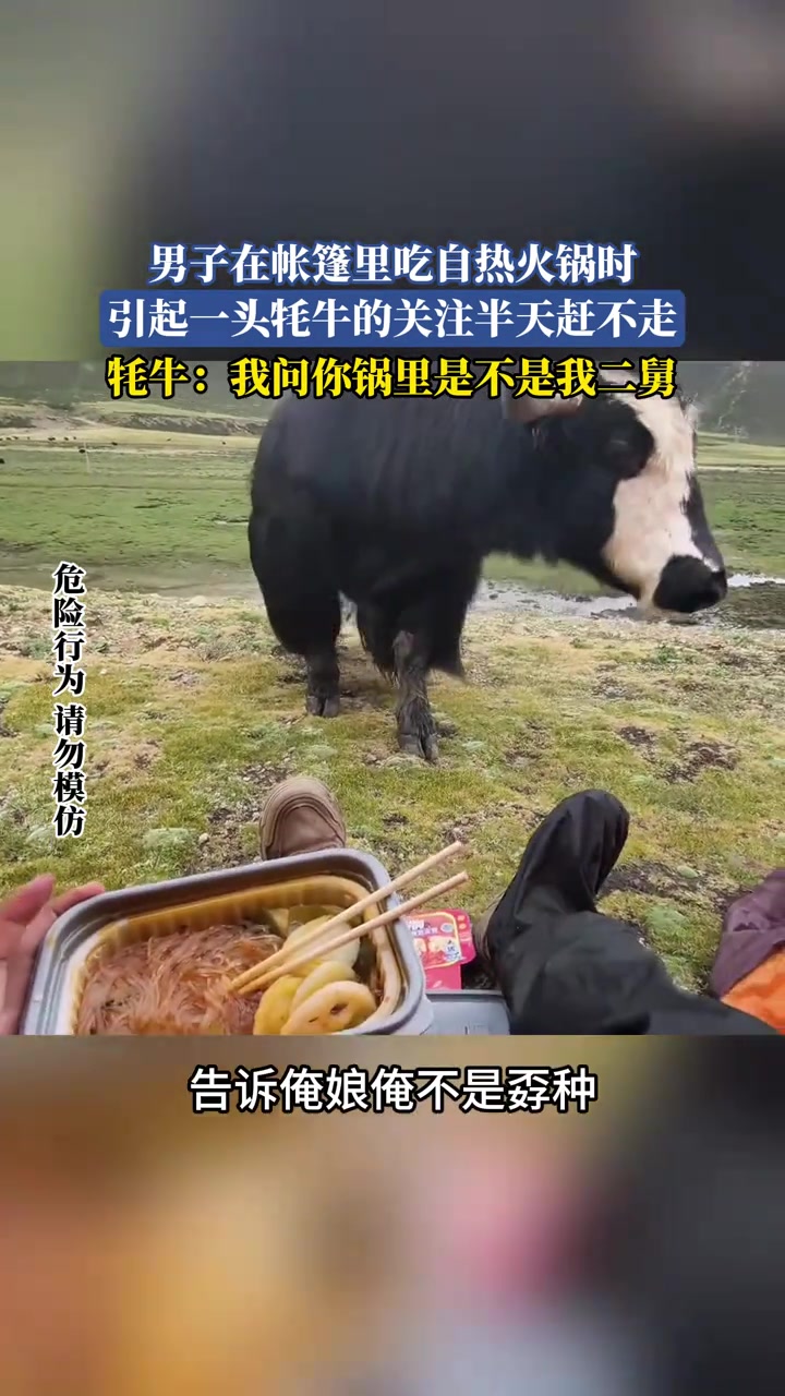 男子在帐篷里吃自热火锅时，引起一头牦牛的关注半天赶不走