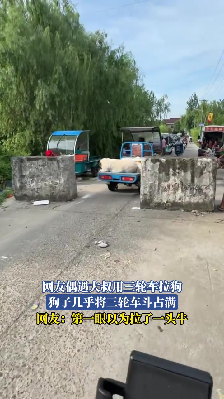 网友偶遇大叔用三轮车拉狗