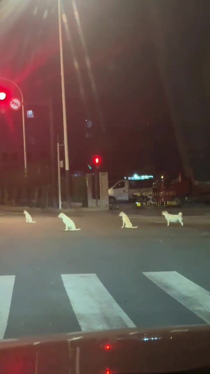 等红灯的一排狗