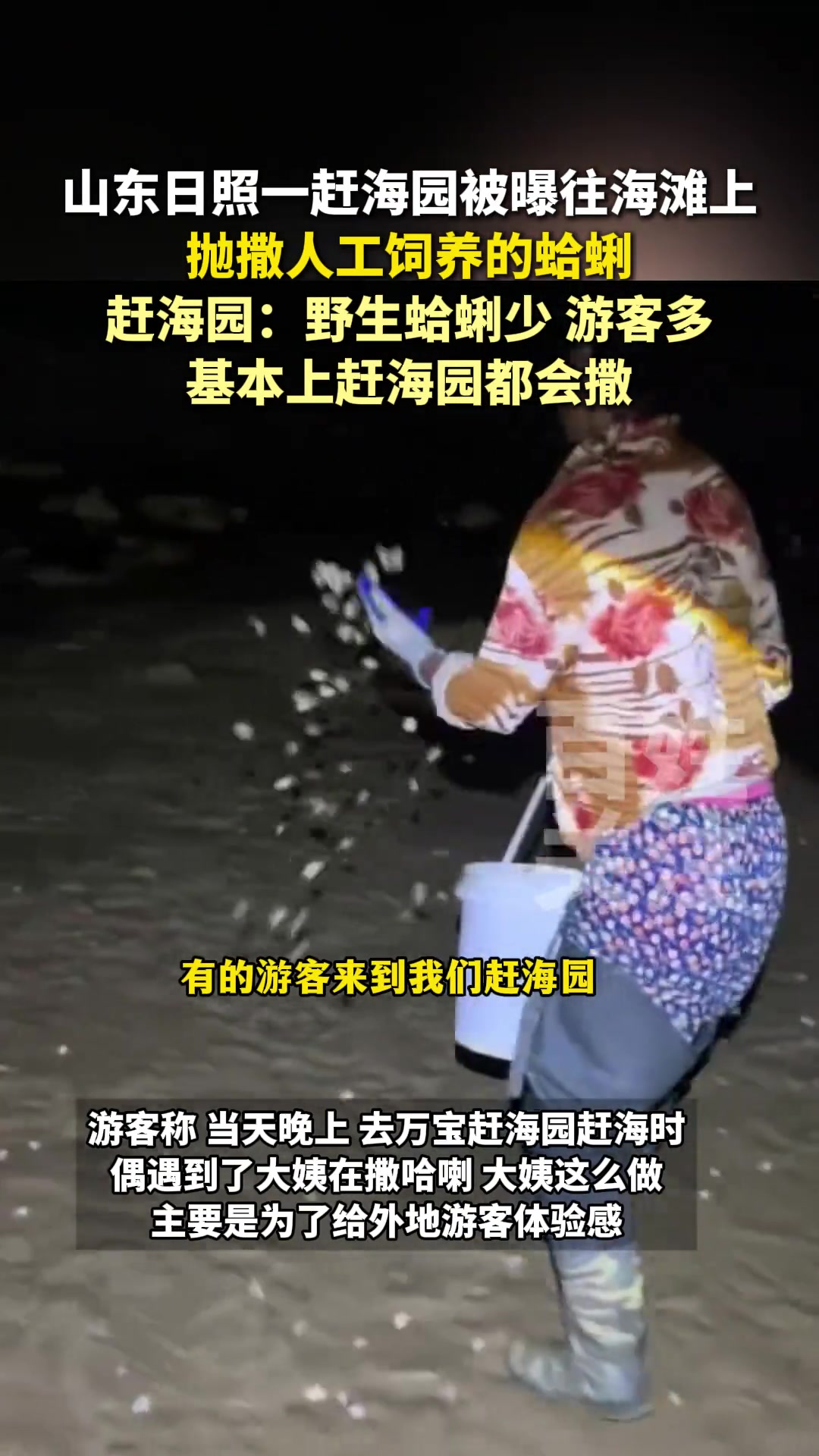 山东日照一赶海园被曝往海滩上抛撒人工饲养的蛤蜊