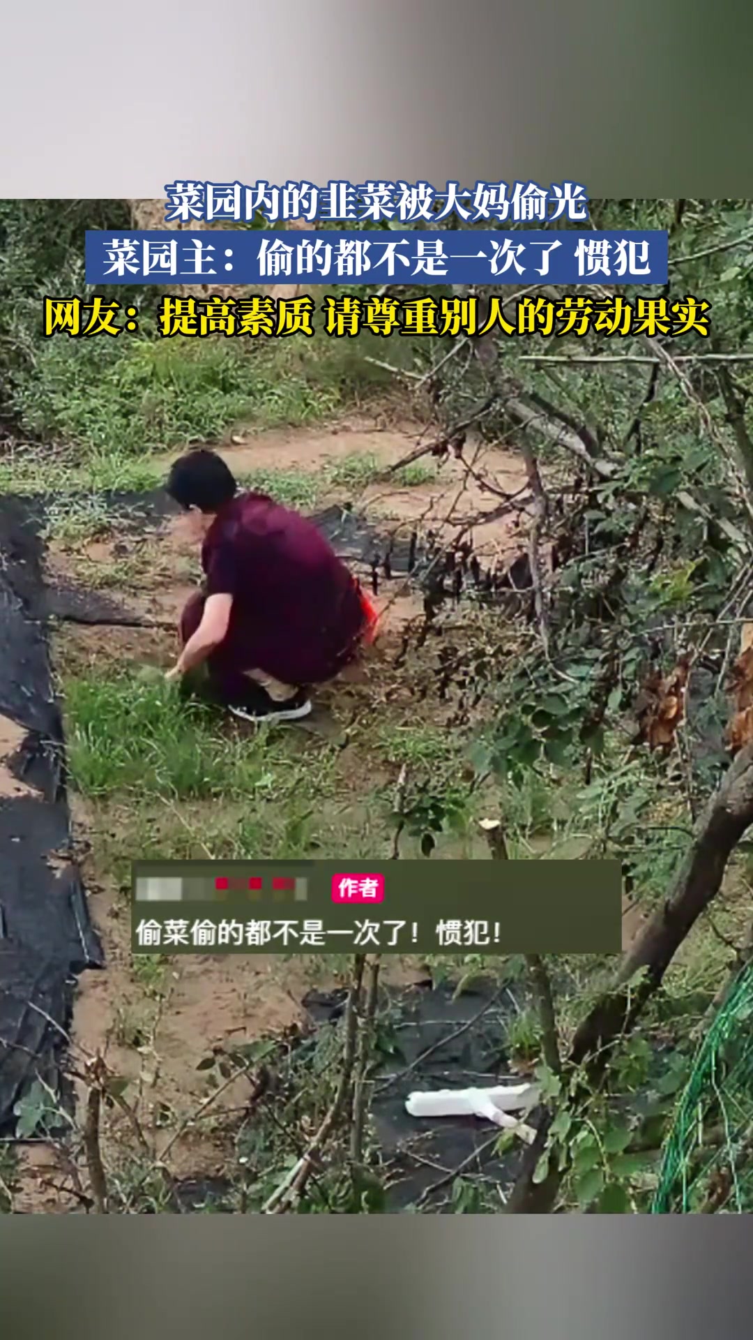 菜园内的韭菜被大妈偷光，菜园主：偷的都不是一次了惯犯