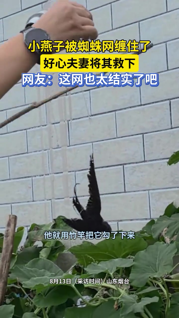 小燕子被蜘蛛网缠住了，好心夫妻将其救下，网友：这网也太结实了